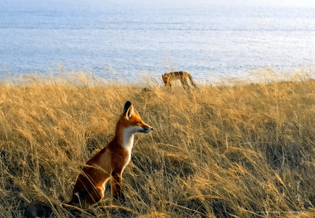 ExcursionView preview
